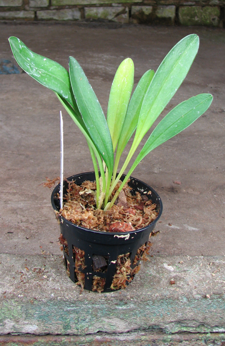 Masdevallia coccinea dark.jpg