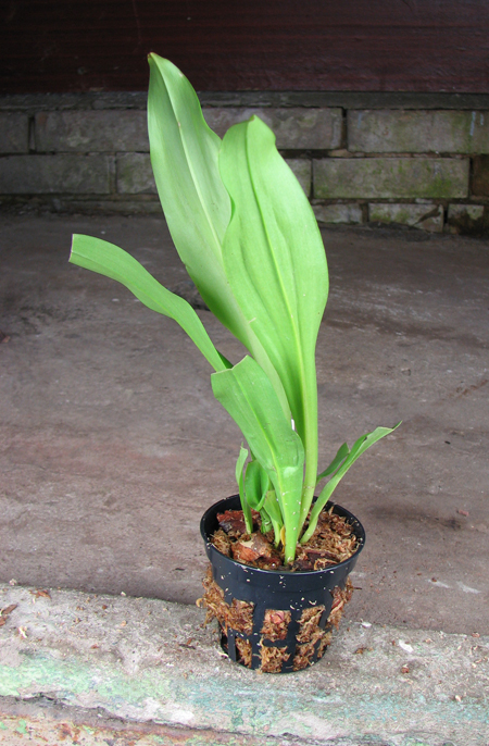 Dracula chimaera.jpg