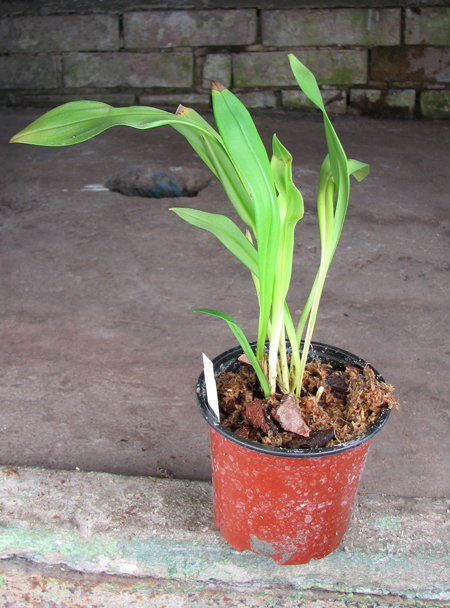 Dracula radiella.jpg