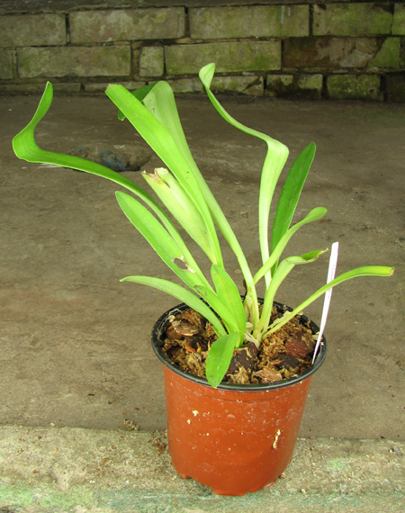 Masdevallia veitchiana.jpg