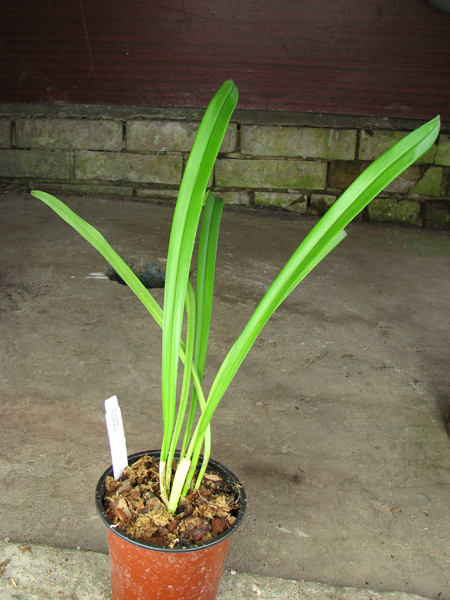 Dracula houtteana.jpg