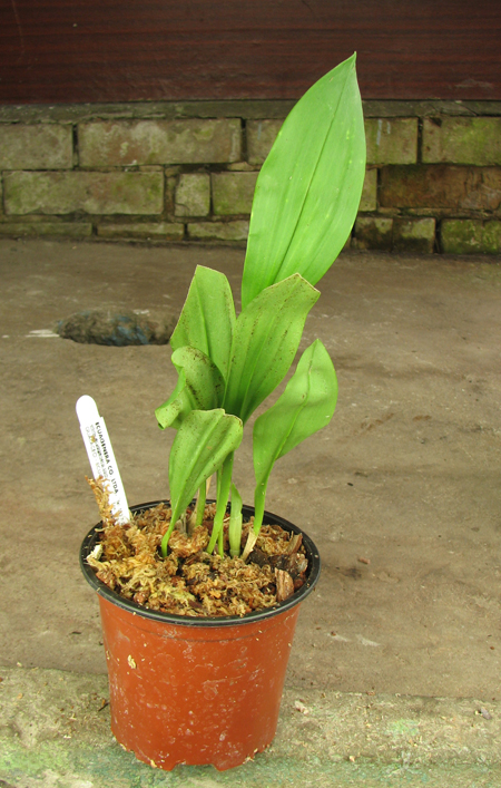 Dracula Transilvania.jpg