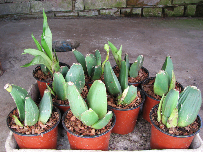 Rossioglossum 'Rawdon Jester'.jpg