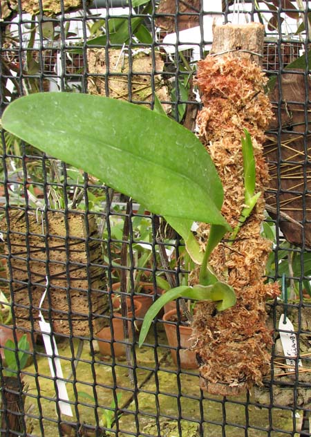 Otoglossum coronarium.JPG