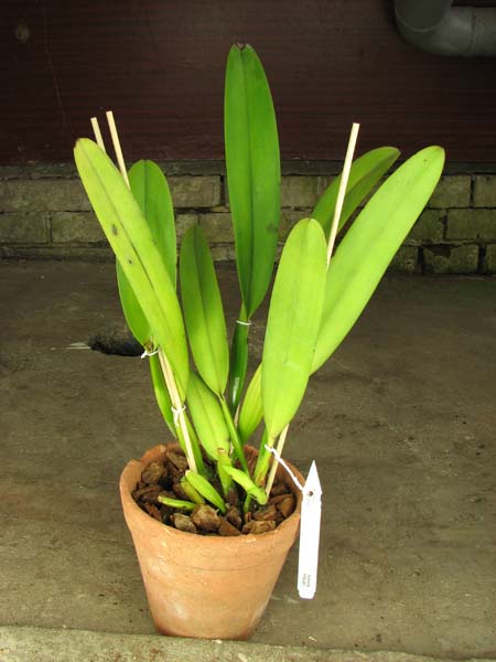 Cattleya dowiana.jpg