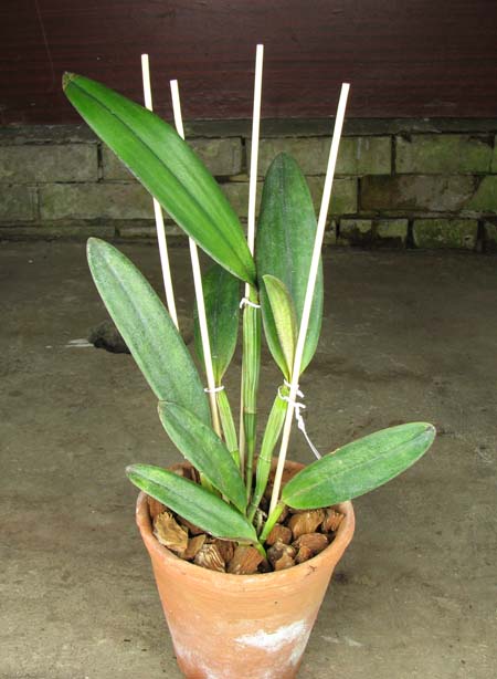 Laelia xanthina x Cattleya schilleriana.jpg