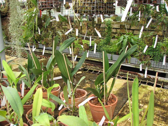 Laelia xanthina x Cattleya schilleriana.jpg