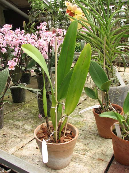 Cattleya dowiana.jpg