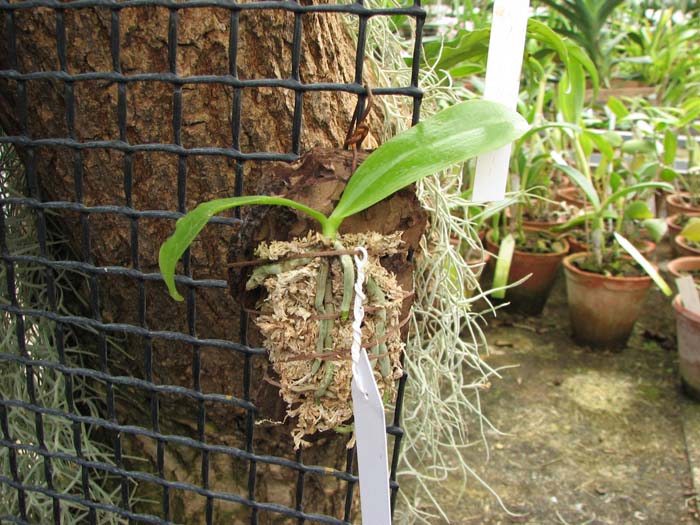 Phalaenopsis tetraspis 'C#1'.jpg