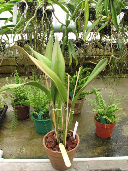 Brassolaeliocattleya Taiwan Queen 'Golden Monkey'.jpg