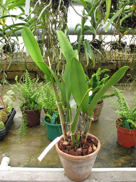 Brassolaeliocattleya Chinese Beauty 'Fire Phoenix'.jpg