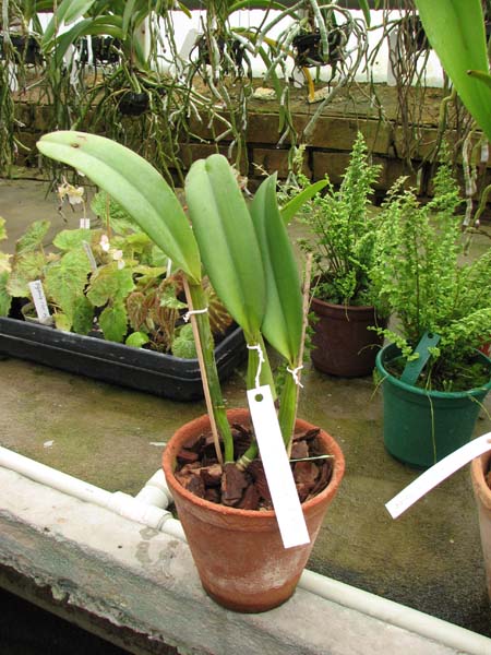 Brassocattleya Chief Pink 'Diana'.jpg