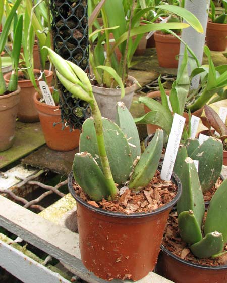 Rossioglossum 'Rawdon Jester' (Rossioglossum grande x Rossoiglossum williamsianum).jpg