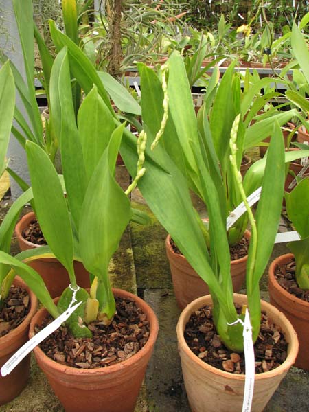 Odontioda George McMahon 'Fortuna'.jpg