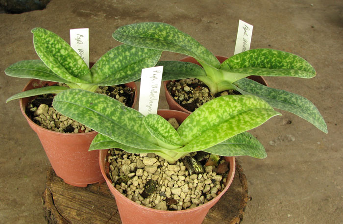 Paphiopedilum Wellesleyanum x delenatii fma album.jpg