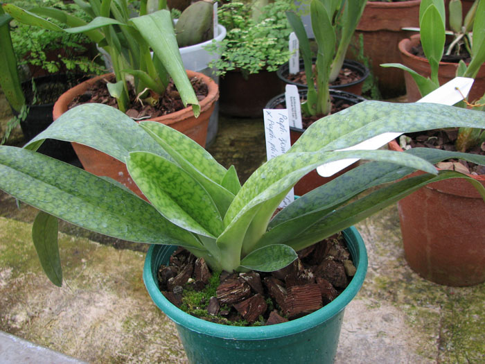 Paphiopedilum Somers Isles 'Green Bird' x Paphiopedilum philippinense var album 'Charming'.jpg