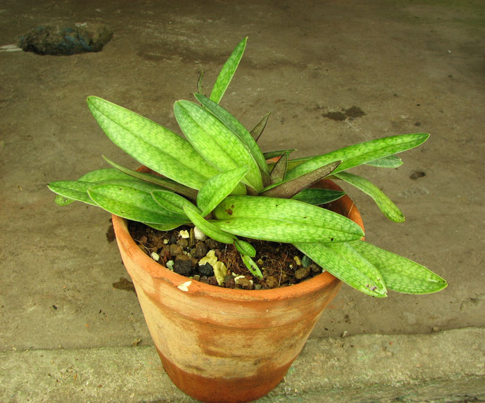 Paphiopedilum Grassauer Alice (micranthum x philippinense).jpg