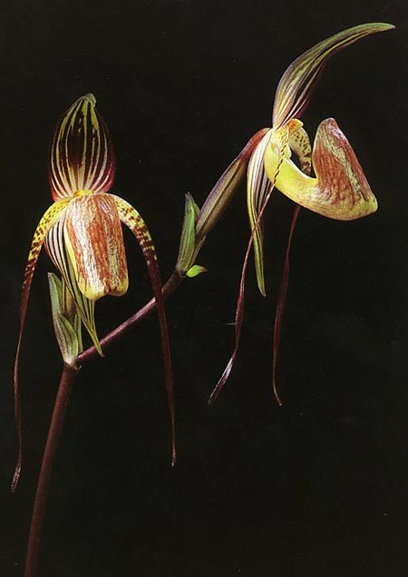 Paphiopedilum adductum.jpg