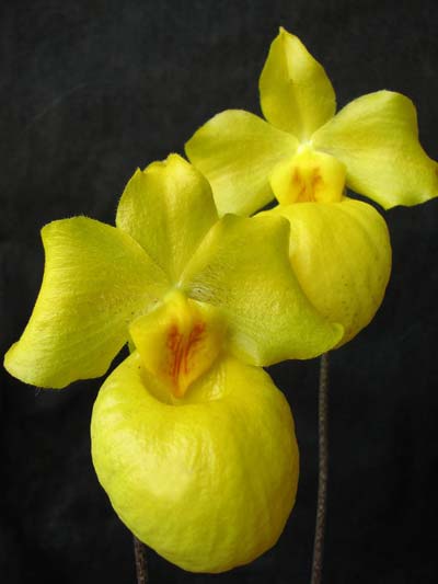 Paphiopedilum armeniacum.jpg