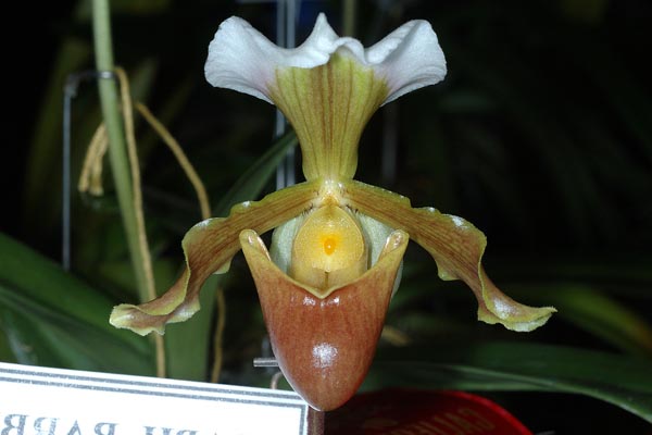 Paphiopedilum barbigerum.jpg