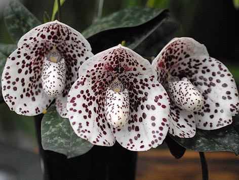 Paphiopedilum bellatulum.jpg