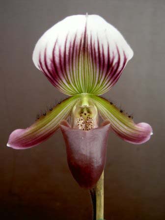 Paphiopedilum callosum.JPG