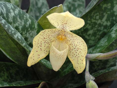 Paphiopedilum concolor.jpg