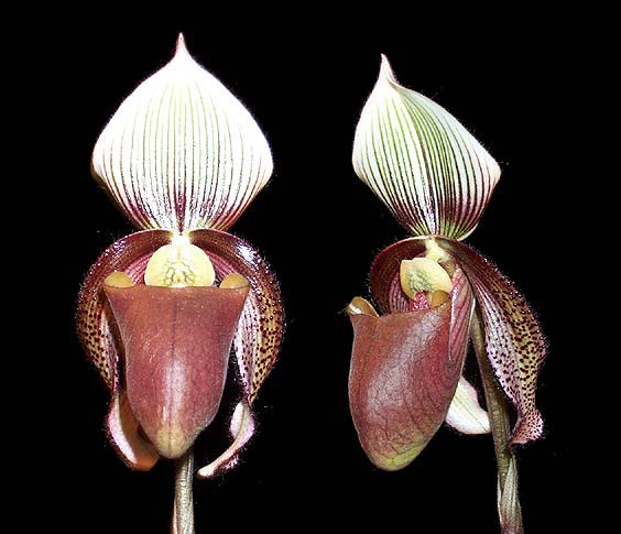 Paphiopedilum curtisii.jpg