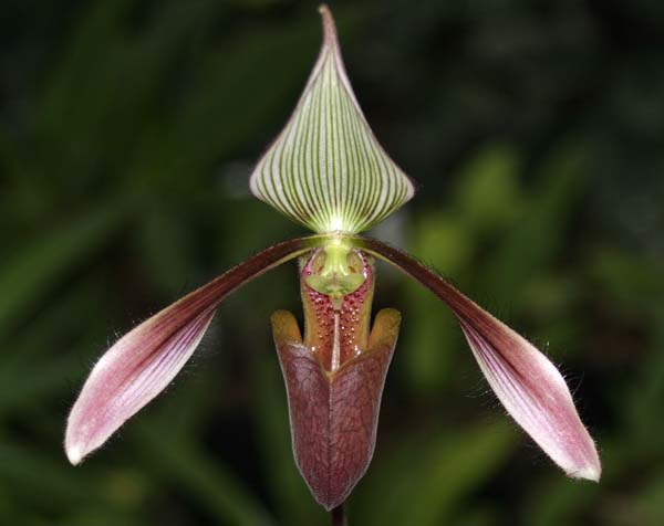 Paphiopedilum dayanum.jpg