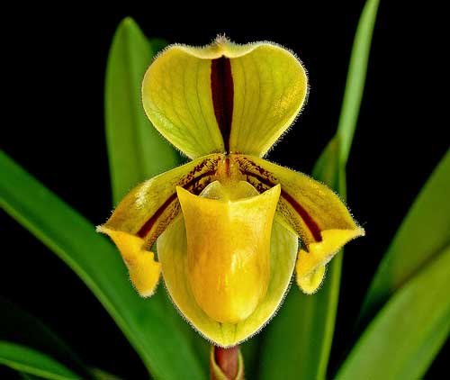 Paphiopedilum druryi.jpg