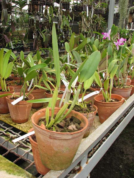 Cattleya lueddemanniana escura 'Roja' x Cattleya lueddemanniana escura 'Red'.jpg