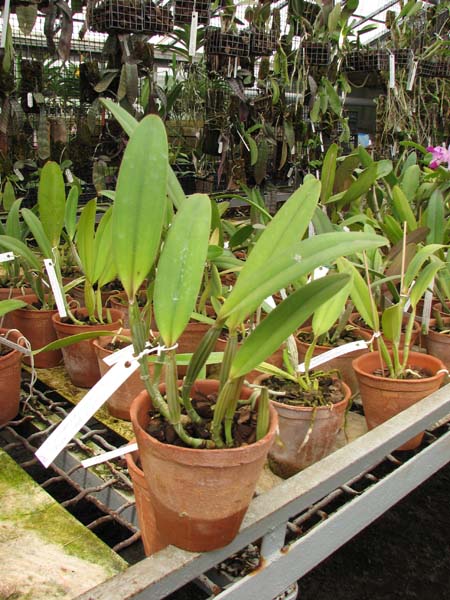 Cattleya lueddemanniana tipo 'Royal Flash' x Cattleya lueddemanniana tipo 'Drago'.jpg