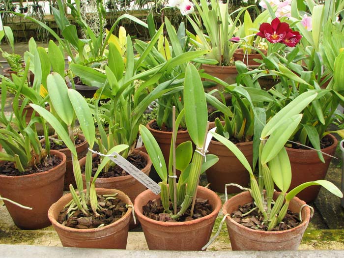 Cattleya lueddemanniana (Morena x OK-2) 'N 1' x lueddemanniana dark lip splash.jpg