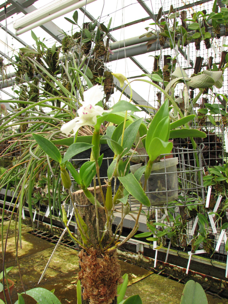 Dendrobium rhodostictum.jpg