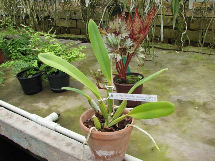 Cattleya lueddemanniana (coerulea 'Mariauxi' x tipo) x lueddemanniana coerulea 'Tania'.jpg