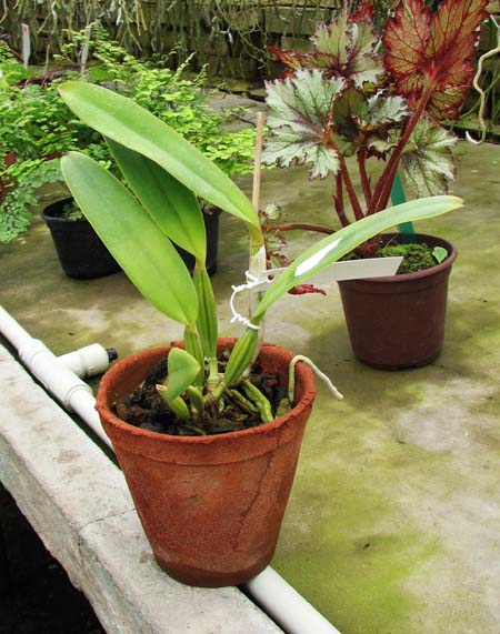 Cattleya lueddemanniana escura x Cattleya lueddemanniana 'Labelo Dourado'.jpg