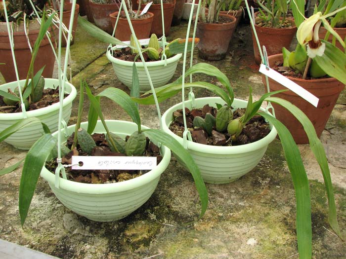 Coelogyne cristata.jpg