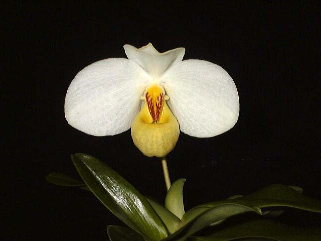 Paphiopedilum emersonii.jpg