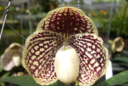 Paphiopedilum godefroyae.jpg