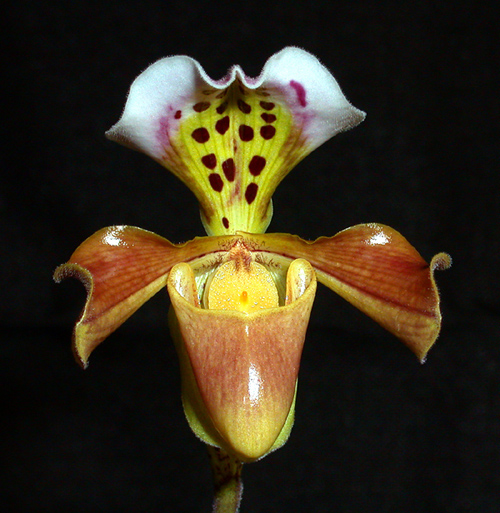 Paphiopedilum gratrixianum.jpg