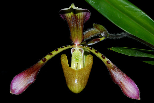 Paphiopedilum haynaldianum.jpg