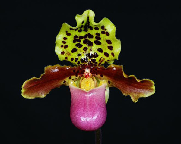 Paphiopedilum henryanum.jpg