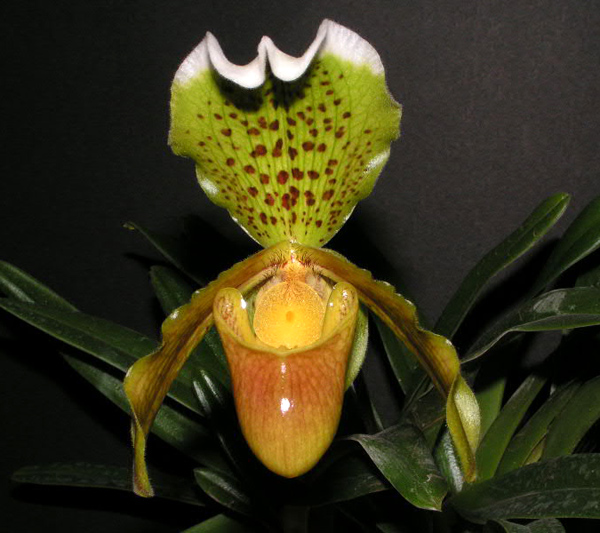 Paphiopedilum insigne.jpg