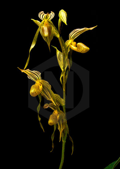 Paphiopedilum kolopakingii.jpg