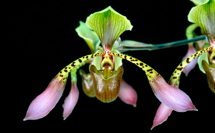 Paphiopedilum lowii.jpg