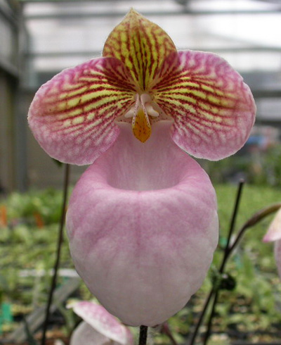 Paphiopedilum micranthum.jpg