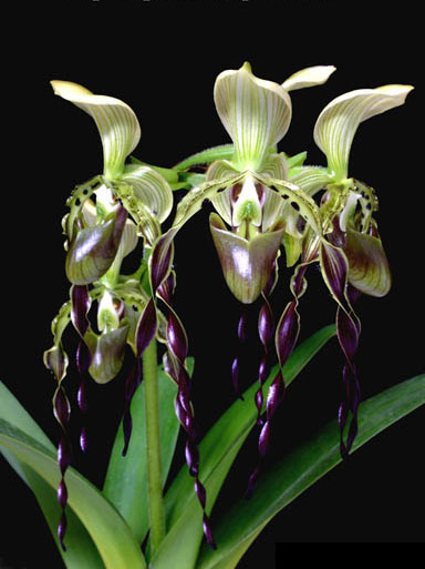 Paphiopedilum parishii.jpg