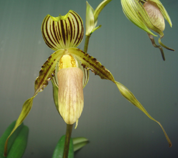 Paphiopedilum praestans.JPG