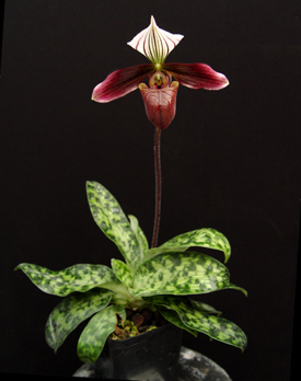 Paphiopedilum purpuratum.jpg