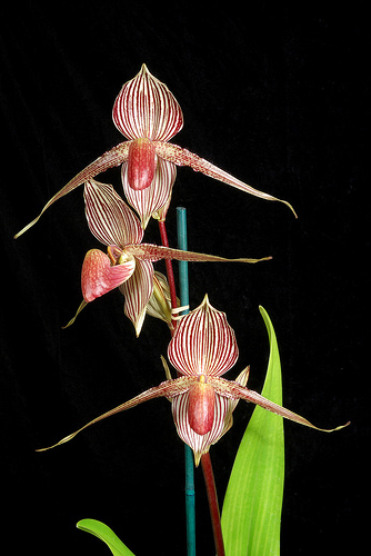 Paphiopedilum rothschildianum.jpg